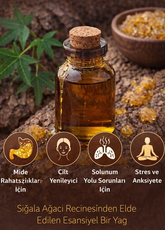 Sığala Yağı (Günlük Yağı) Nedir, Ne İşe Yarar?