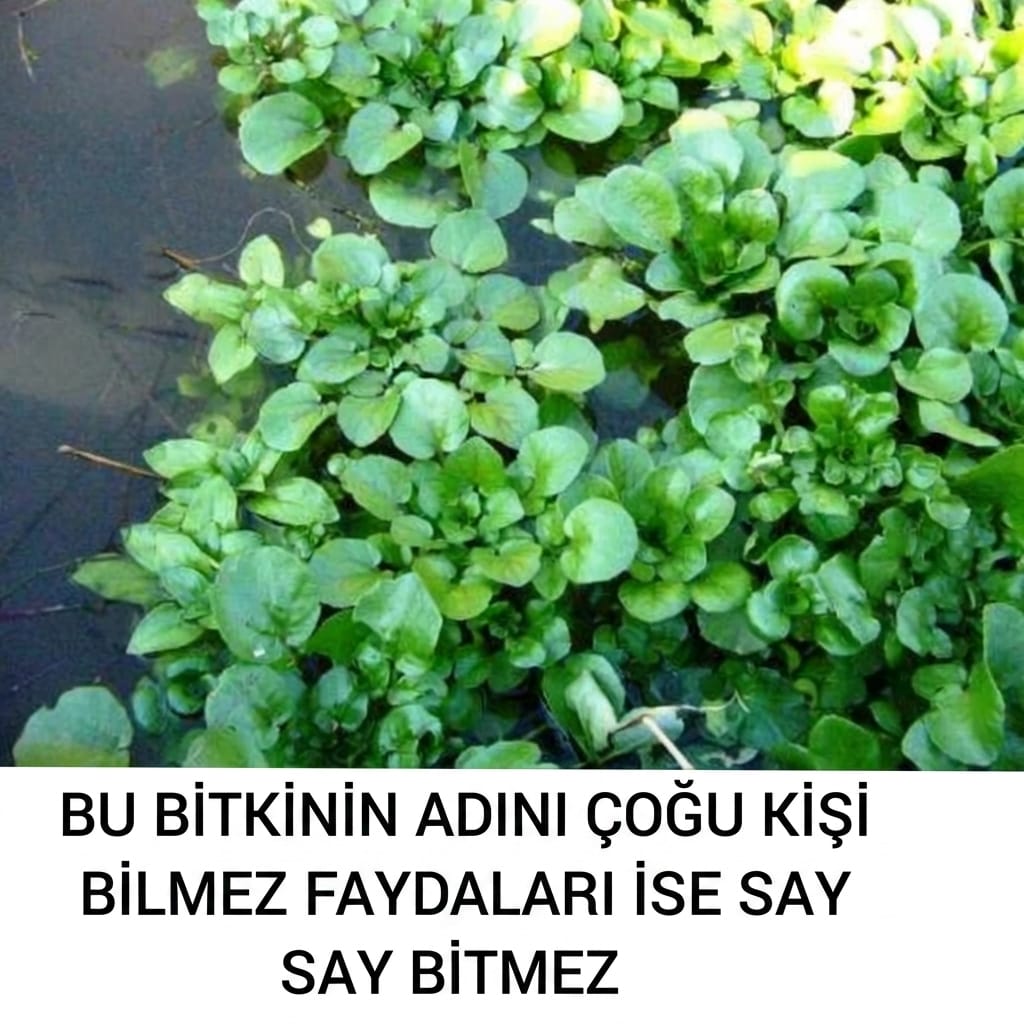 Su Teresi ve Mucizevi Faydaları
