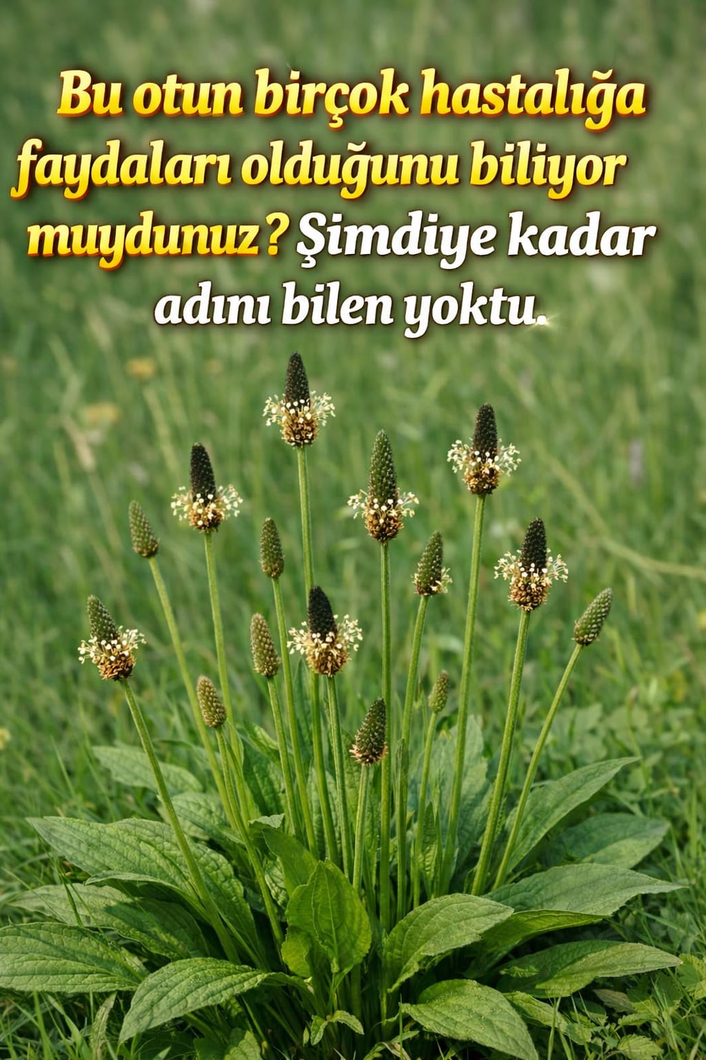 Damar Otu Bilinmeyen Faydaları 